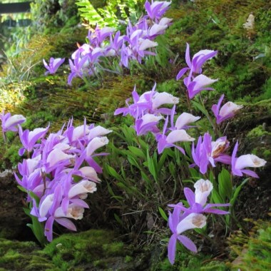 Pleione formosana